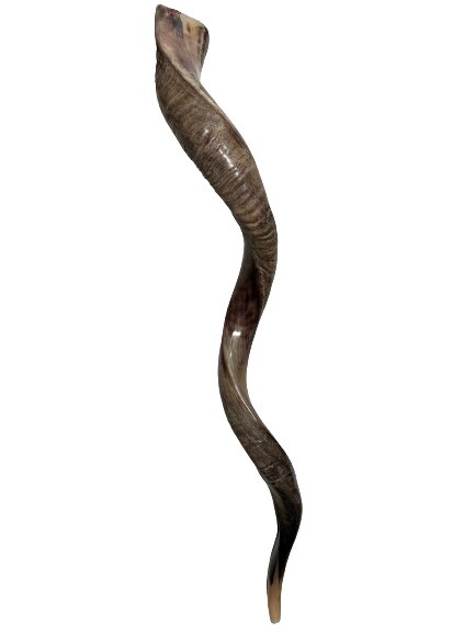 Shofar Yemenite Kudu Horn XXL 40”-44” New KOSHER Half Polished  USA