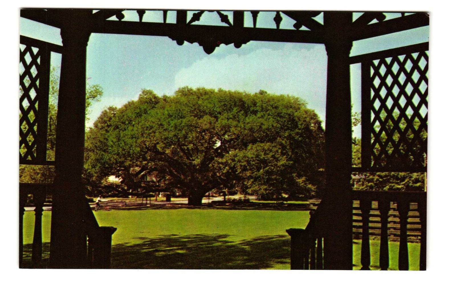 The Big Oak Thomasville GA vintage postcard unposted