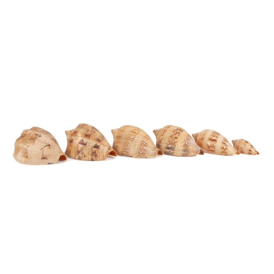 6 LARGE VOLUTE SHELLS, 88 - 211MM, OR CHOICE??
