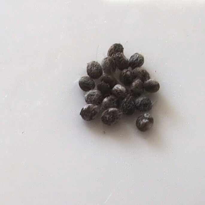 Luna Moth Eggs 20+ Count, Actias Luna, here for only a few days