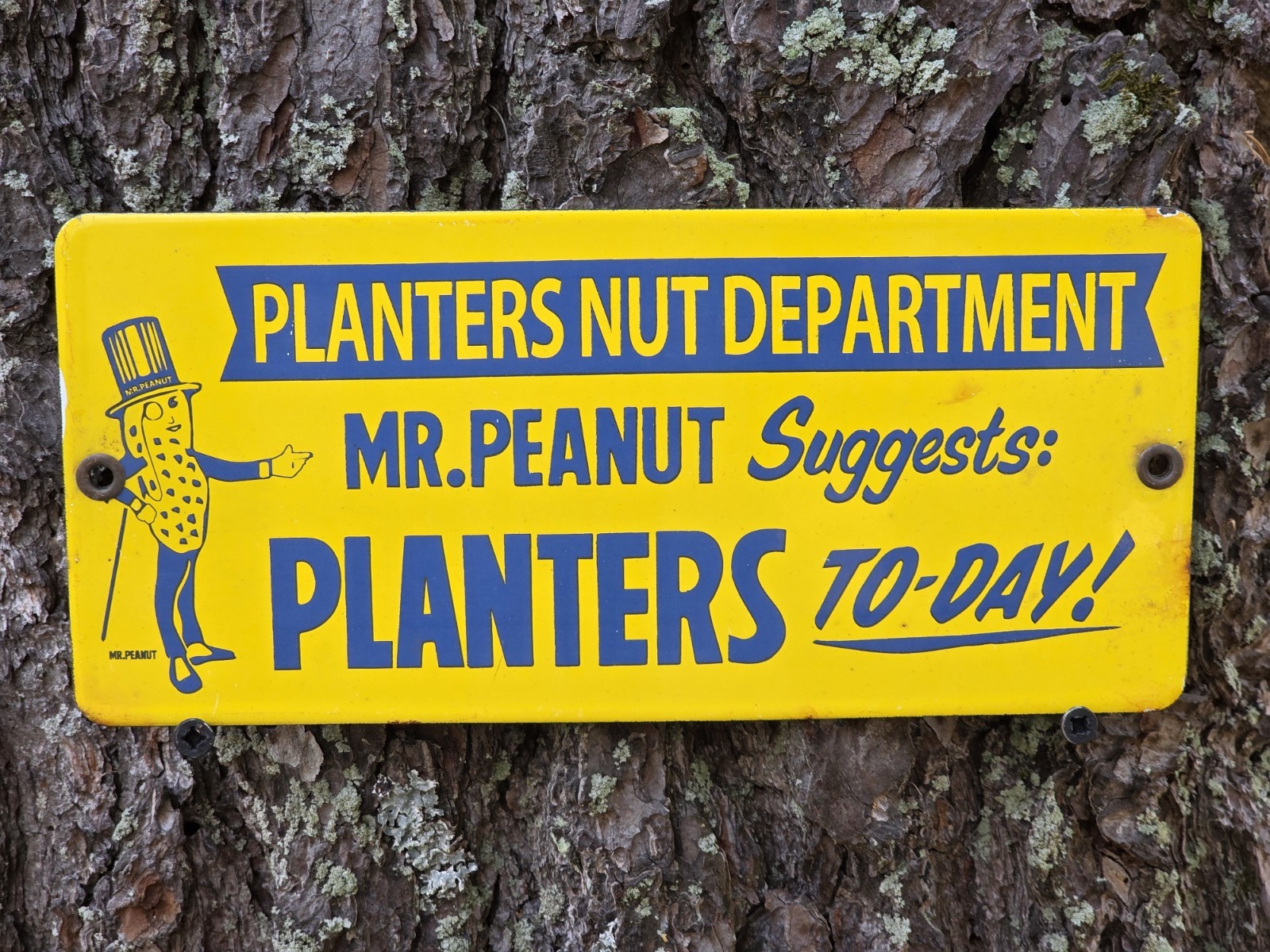 RARE VINTAGE PLANTER'S NUT DEPARTMENT  PORCELAIN ENAMEL SIGN, APPX 4.5