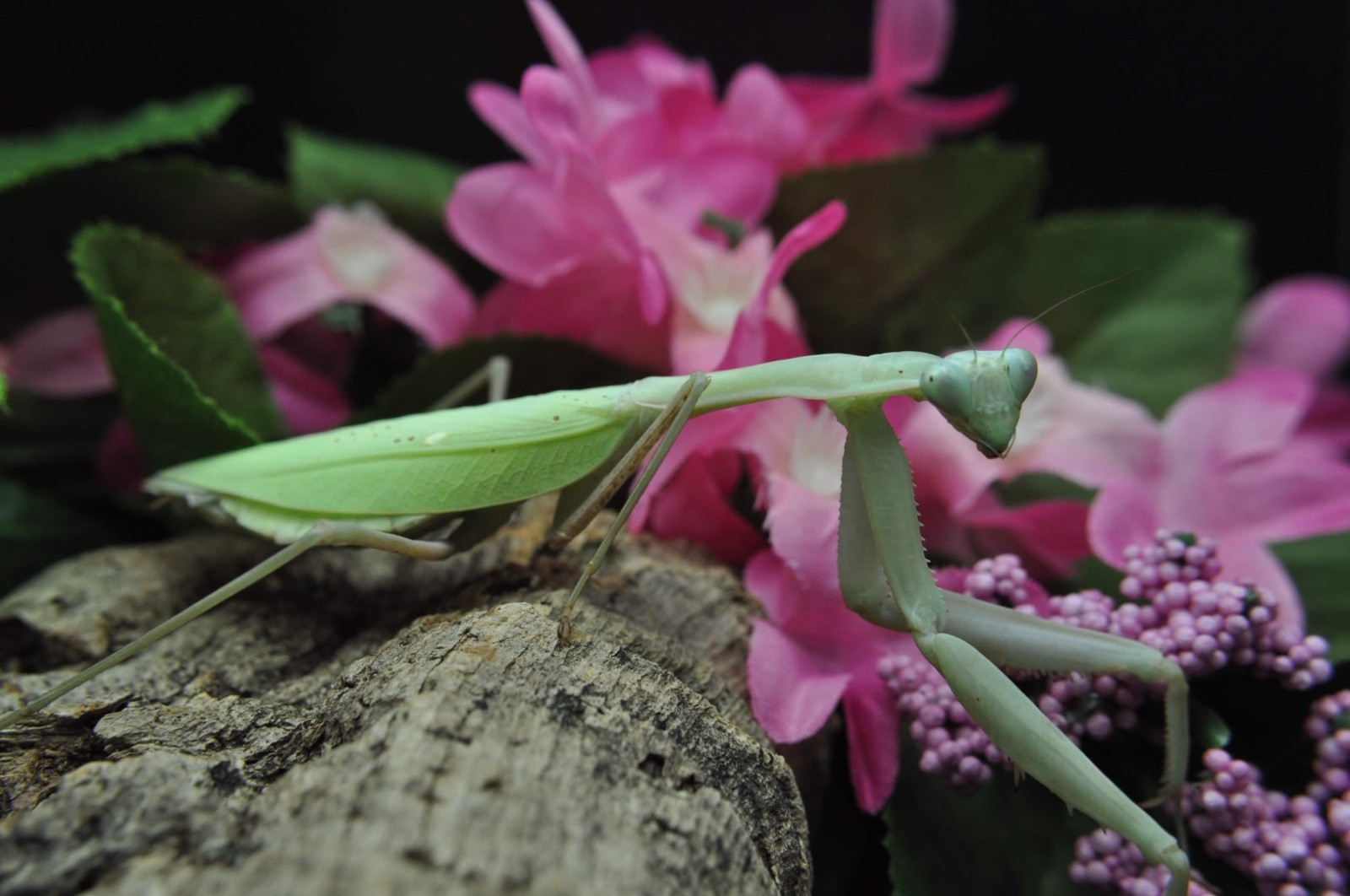Giant Asian Mantis L2/L3 Nymph Hierodula membranancea PRE ORDER