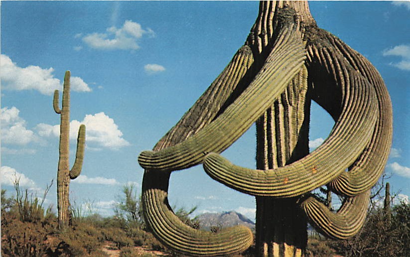 Postcard AZ: Guardians of the Desert, Crested Saguaro Cactus, Arizona