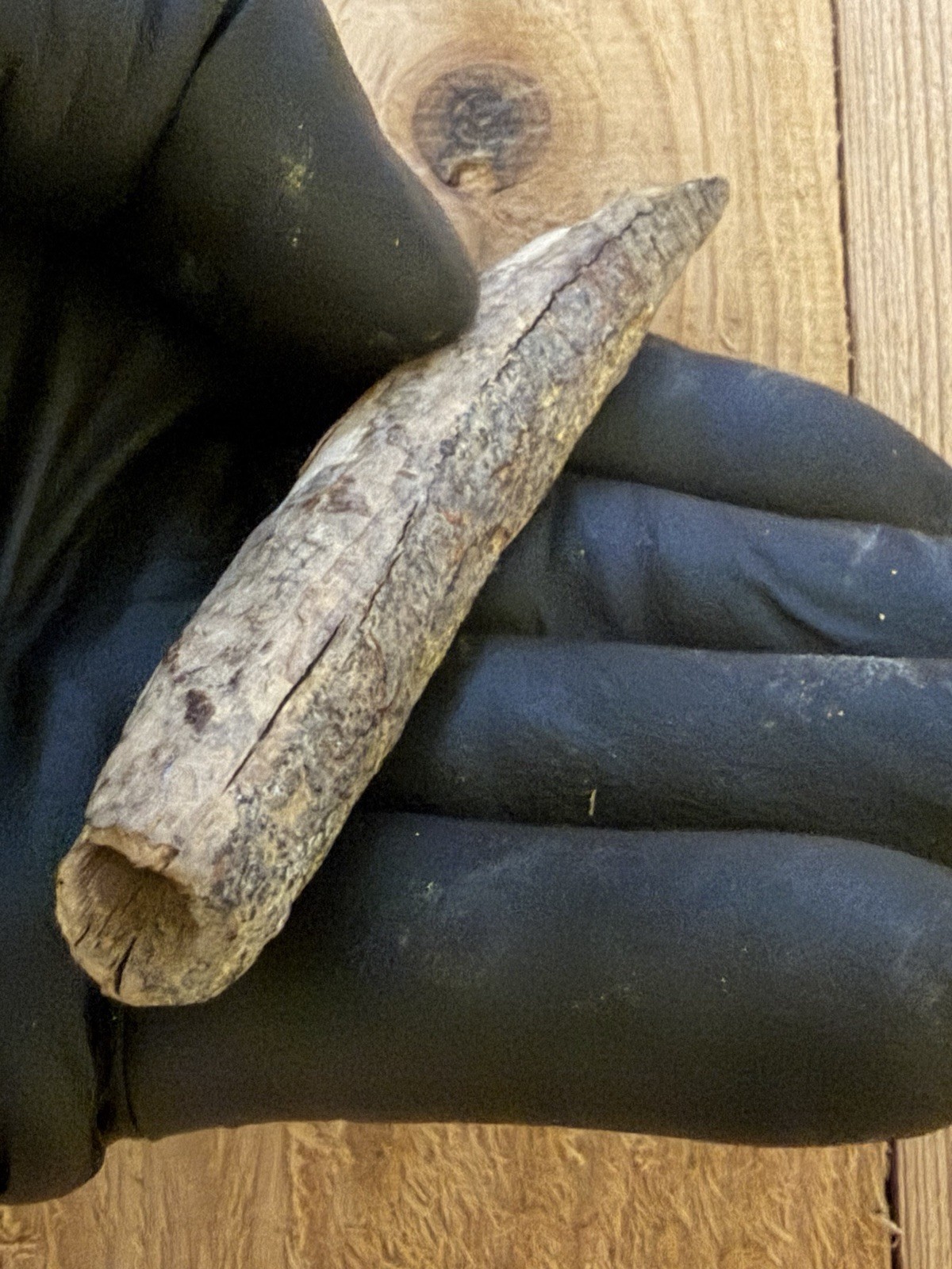 Tomachee Artifacts 👣 ESKIMO INUITS CHISEL/ETCHING KNIFE TOOTH HANDLE AK🔥