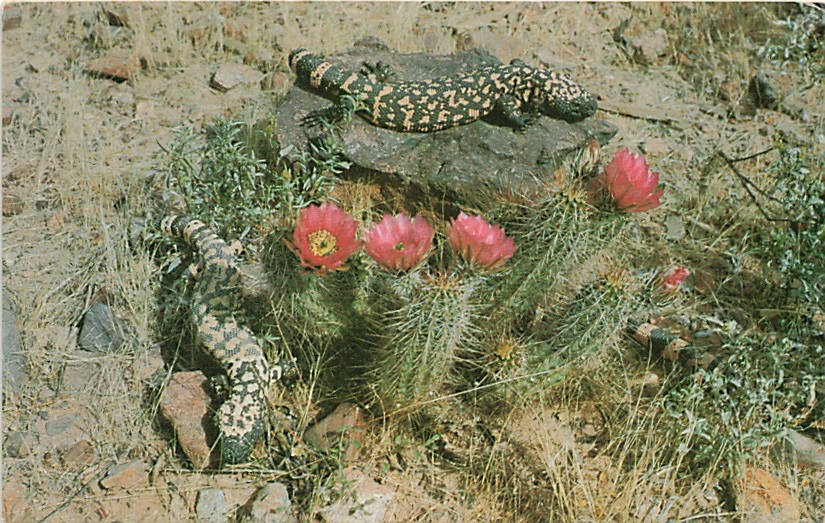 Postcard AZ: Gila Monsters & Hedgehog Cactus, Arizona