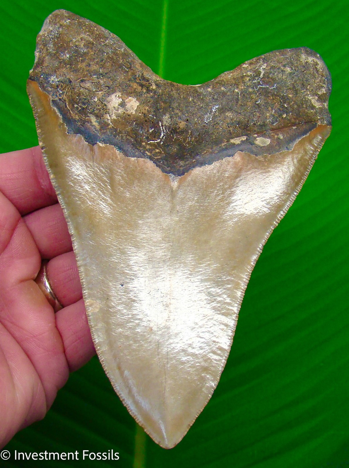 MEGALODON SHARK TOOTH  5.76” Real Fossil  ULTRA SERRATED - NO Restorations