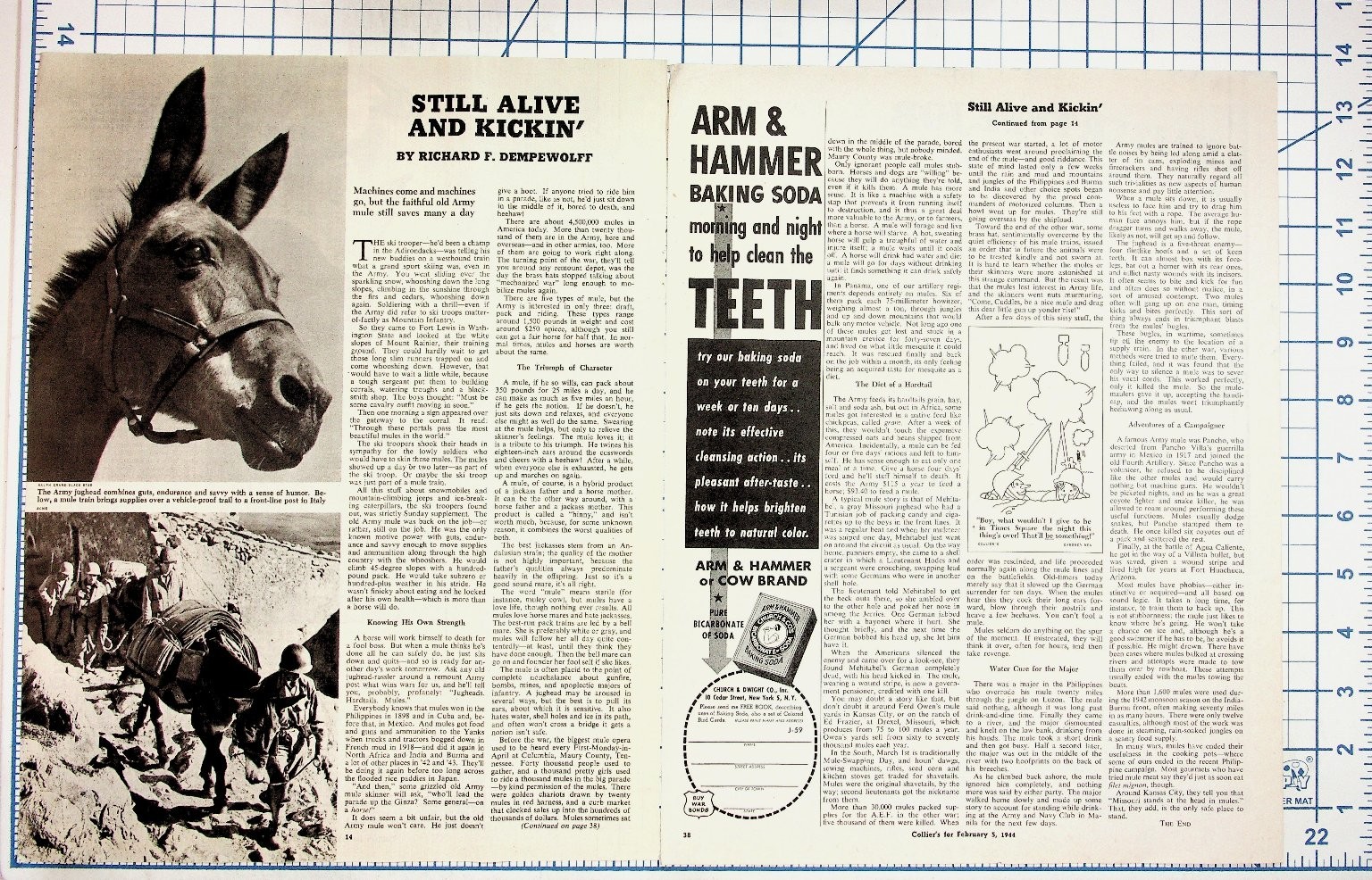 1944 Collier's Magazine Page WWII Army Mules Still Alive & Kickin' Ad