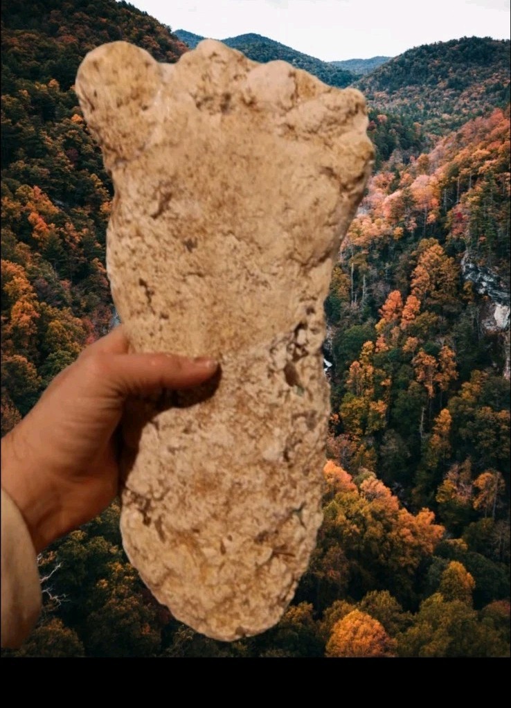 2019 North Carolina Bigfoot Print Cast Replica Limited Edition Footprint for...