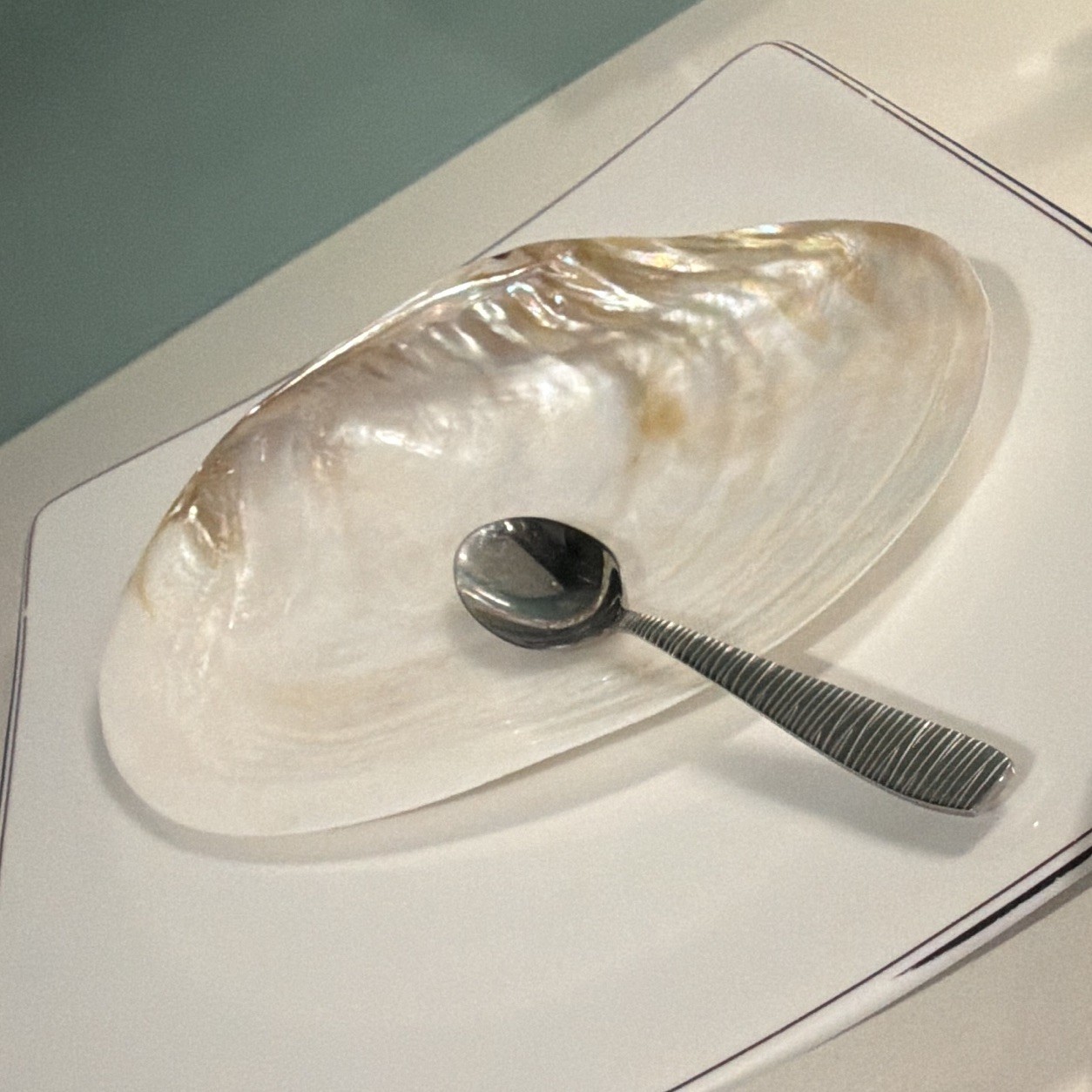 Large Natural Iridescent Pearly White Clam Shell Seashell Specimen