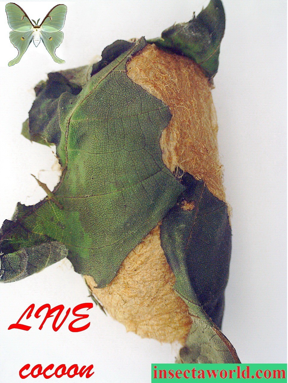 Luna moth (Actias luna) - LIVE COCOON in DIAPAUSE generation 2026
