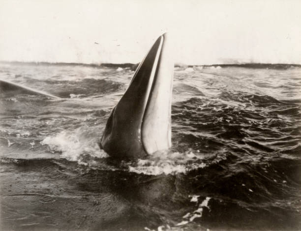Whales in the Bay of Whales c 1928 30 Antarctica 1928 Byrd Antarct .. Old Photo