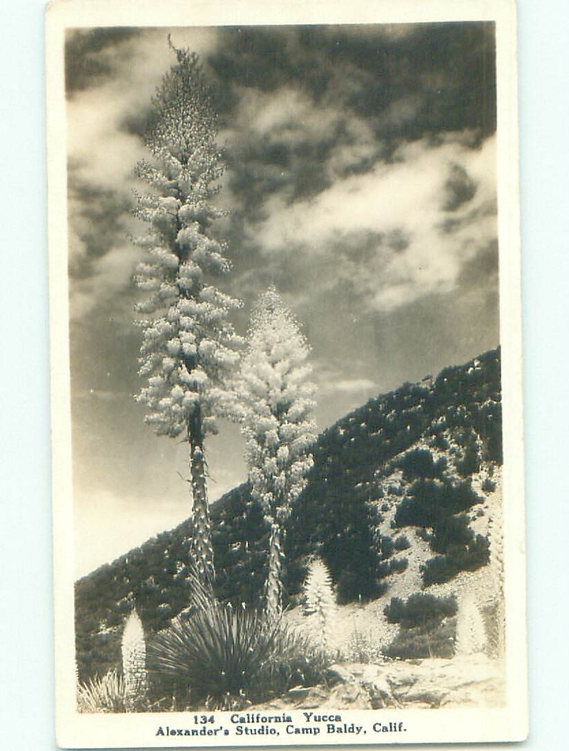 Pre-1942 rppc MOUNT BALDY Ontario & Fontana & San Bernardino CA i5964
