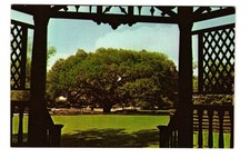 The Big Oak Thomasville GA vintage postcard unposted picture