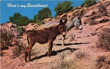 Postcard AZ: Sweethearts of the Desert, Two Burros on Red Rock, Arizona picture