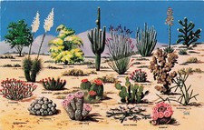 Postcard AZ: Cacti and Desert Flora of the Great Southwest Posted 1960 picture
