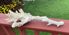 Extra Large Natural White Coral Branch 19x12x4 Sea Aquarium Specimen Vintage picture