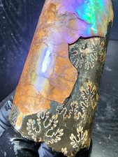 Natural Iridescent Ammonite Fossil Shell Rough | Fort Peck Montana | Untreated  picture