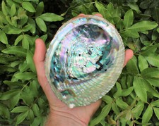 LARGE Natural Abalone Shell, 5-6