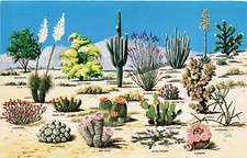 Postcard AZ: Cacti and Desert Flora of the Great Southwest, Arizona picture
