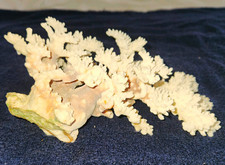 Vintage Natural Purple White Stylophora Coral Specimen 8