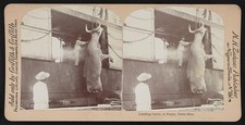 Photo:Ponce Puerto Rico 1900s Loading Cattle Ship Stereoview picture