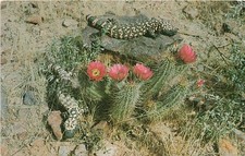 Postcard AZ: Gila Monsters & Hedgehog Cactus, Arizona picture