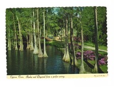 Cypress trees Azalea and Dogwood from a perfect setting Wilmington NC Postcard picture
