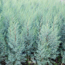 Arizona Cypress 30 PCS fresh seeds. Cupressus arizonica picture