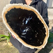 11.6LB Large Natural Petrified Wood Crystal Fossil Slice Shape Specimen Healing picture