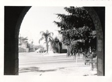 Vintage Photo 1950s San Diego Street Scene from Park Balboa Vista Palm Tree Car picture