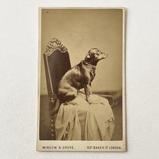 Antique CDV Photograph Adorable Small Terrier Dog Good Boy Sitting Chair London picture
