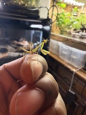 10 Count Giant Asian Mantis (Hierodula Membranacea) Nymph L3-L4 picture