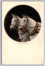 White Horses May & Blossom Sent From Dover New Jersey Antique Postcard c.1908 picture
