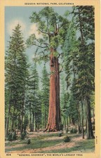 Postcard CA: General Sherman World's Largest Tree, Sequoia NP California 1941 picture