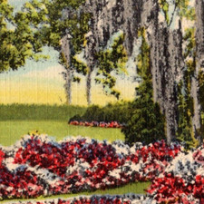 Vintage Postcard Linen Orton Plantation Wilmington North Carolina NC Cypress picture