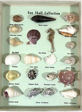 Vintage 60’s Sea Shell (21) Collection & Original Box • Lauderdale By The Sea FL picture