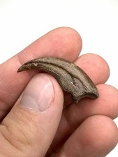Very Rare Trierarchuncus Alvarezsaurid Hand Claw - Hell Creek Formation, Montana picture