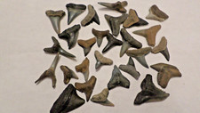 Lot of 25 Grade A Florida Fossil Shark Teeth Tooth Creek and Beach Meg Era picture