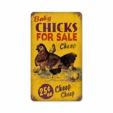 BABY CHICKS FOR SALE 14