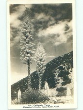 Pre-1942 rppc MOUNT BALDY Ontario & Fontana & San Bernardino CA i5964 picture